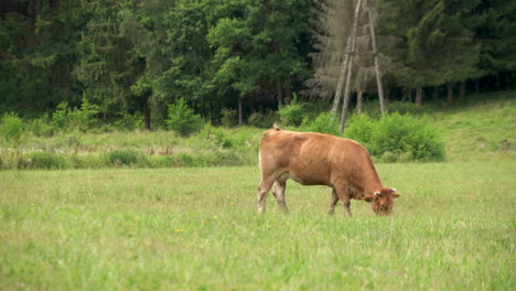 One-Brown-Cow-grazing-in-the-green-grass-field-near-the-forest-eating-fresh-grass-in-Zielenica,-Poland