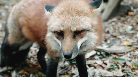 Portrait-Of-Cute-Fluffy-Red-Fox-At-Miyagi-Zao-Fox-Village,-Japan