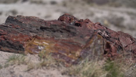 Close-Up,-Petrified-Wood-in-Desert-Sand,-Petrified-Forest-National-Park-Arizona,-Navajo-and-Apache-County,-USA