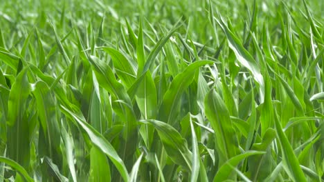Corn-leaves-move-slightly-in-a-soft-breeze
