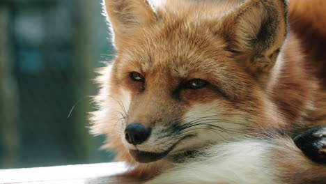Adorable-Face-Of-The-Red-Fox-From-Zao-fox-Village-In-Shiroishi,-Miyagi,-Japan