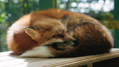Close-Up-Of-A-Red-Fox-Sleeping-On-The-Top-Of-Wooden-Shelter-At-Zao-Fox-Village-In-Shiroishi,-Miyagi,-Japan
