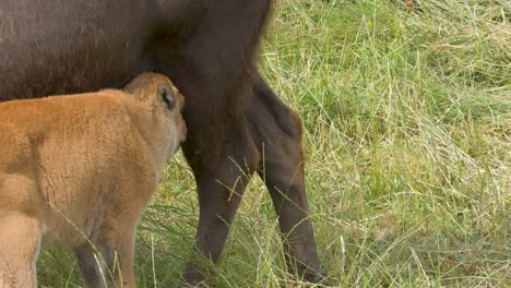 Baby-Bison-calf-nursing