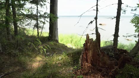 Tocón-De-árbol-Erosionado-En-El-Bosque-Del-Parque-Nacional-De-Lahemaa,-En-El-Norte-De-Estonia