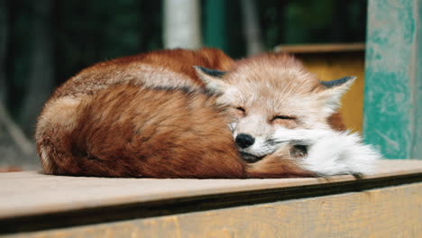 Furry-Red-Fox-Curled-Up-And-Sleeping-At-The-Zao-Fox-Village,-Miyagi,-Japan---close-up