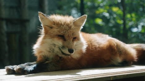 Japanese-Red-Fox-On-The-Top-Of-The-Wooden-Surface-Under-Summer-Weather-In-Zao-Fox-Village-In-Japan