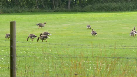 A-small-gaggle-of-Greylag-geese-feed-on-grass-and-clover-in-the-spring-and-summer-months