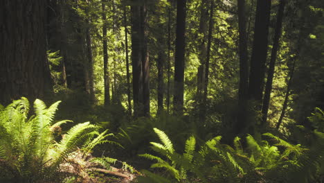Mittlerer-Schuss,-Der-Hinunter-In-Die-Redwoods-Schaut,-Während-Sonnenlicht-Durch-Die-Bäume-Filtert