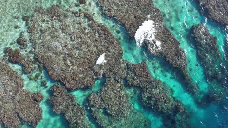Korallenriff-Der-Insel-Utila-In-Honduras