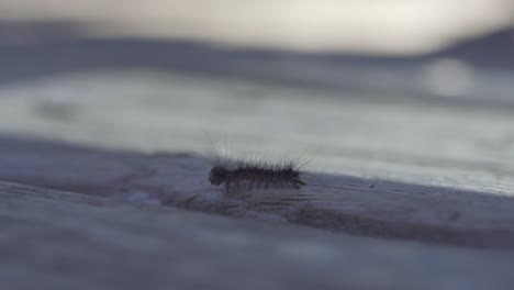 Closeup-Portrait-Of-A-Gypsy-Moth-Caterpillar-Crawling-Outdoors,-Invasive-Insect