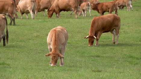 Herde-Brauner-Rinder-Und-Kühe,-Die-In-Polen-Auf-Dem-Feld-Des-Bauernhofs-Während-Des-Sonnenlichts-Grasen---Statische-Weitwinkelaufnahme