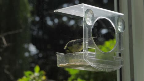 Zeitlupe-Blaumeise-Fällt-In-Vogelhäuschen-Tageszeit-Sonniges-Großbritannien-Hertfordshire-Borehamwood