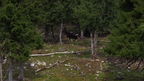 Isolated-Muskox-Walking-Through-A-Forest-Landscape,-Wild-Mammal-Of-The-North