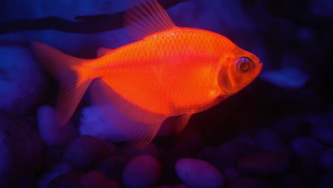 Fluoreszierender-Fisch-Leuchtet-In-Blauem-Licht
