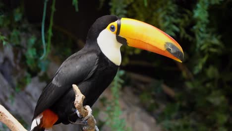 Exotic-toco-toucan-bird-in-a-natural-setting-and-looking-while-sitting-on-a-dry-tree-branch
