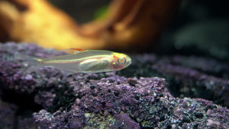 Sideview-of-albino-fish-showing-transparent-body-and-internal-organs