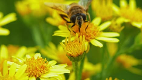 Honigbiene-Sammelt-Nektar-Aus-Gelben-Gänseblümchen