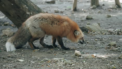 Ezo-Red-Fox-Picking-And-Eating-Food-From-The-Ground-At-Zao-Kitsune-Mura-In-Miyagi,-Japan