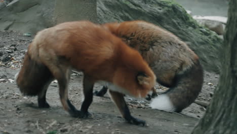 Two-Red-Foxes-Running-And-Playing-With-Each-Other-At-Zao-Fox-Village-In-Shiroishi,-Miyagi,-Japan