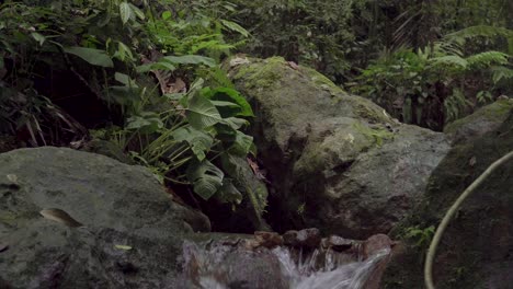 Arroyo-Corriendo-Rápido-En-La-Selva-Tropical