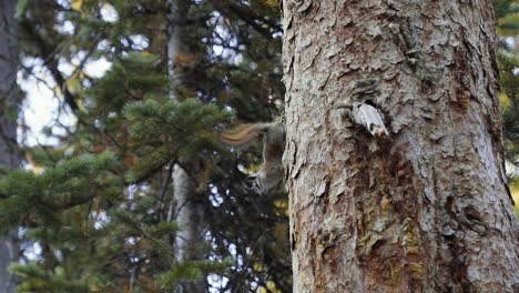 Close-up-slow-motion-shot-of-a-cute-bushy-squirrel-standing-on-the-side-of-a-large-pine-tree-interested-in-something-below-and-waving-it's-tail-from-a-beautiful-campground-in-Utah-on-a-summer-morning