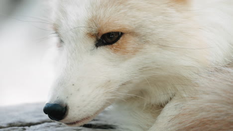 Face-Of-A-White-Arctic-Fox-At-Miyagi-Zao-Fox-Village-In-Miyagi,-Japan