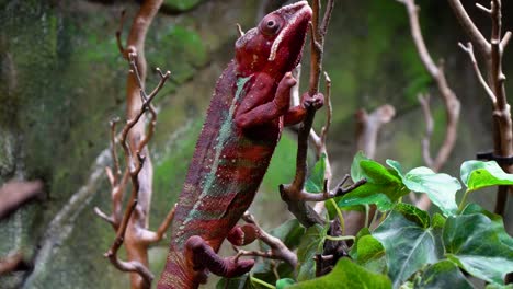 Camaleón-De-Parson-Rojo-Trepando-Lentamente-En-La-Rama-Del-árbol-Sobre-Fondo-Rocoso