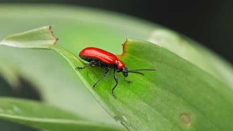 Macro-De-Un-Escarabajo-De-Lirio-Escarlata-En-La-Punta-De-La-Hoja-Verde