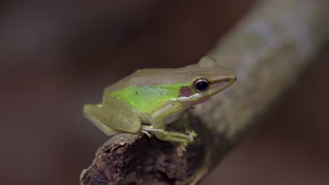 Malayan-White-lipped-Tree-Frog-sitting-on-tree-branch-in-jungle