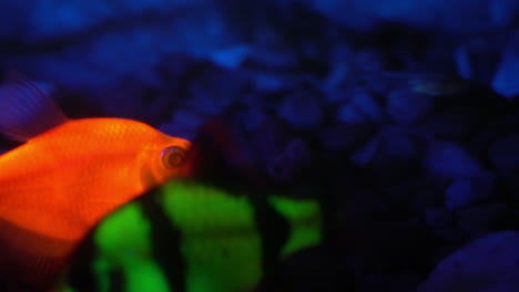 Leuchtend-Orange-Und-Grün-Fluoreszierende-Fische