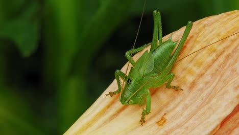Common-Grasshopper-Sitting-On-Yellow-Petal