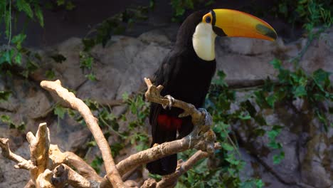 Closeup-portrait-of-a-Toco-toucan-in-a-rrotten-tree,-tropical-bird-species-from-America