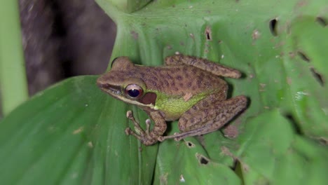 Malayan-White-lipped-Frog-on-leaf