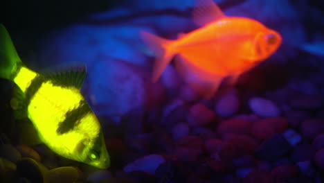 Zwei-Fluoreszierende-Fische,-Die-In-Einem-Aquarium-Leuchten