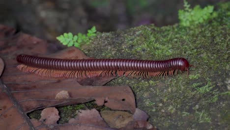 Asian-Giant-Millipede-or-Asian-Red-Millipede-crawling-on-the-dry-leaves-and-mossy-rock-at-the-tropical-rainforest-jungle