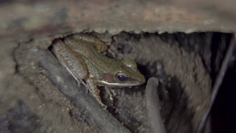 Malayan-White-lipped-Tree-Frog-hiding-among-roots-on-the-ground-in-jungle