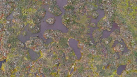 Luftaufnahme-Eines-Moor-Feuchtgebiets-Mit-Vegetation-Tagsüber