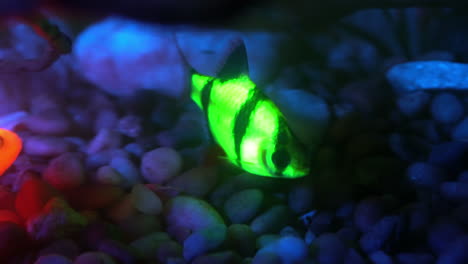 Genetically-modified-fluorescent-fish-glow