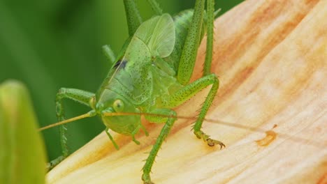 Close-Up-Of-A-Green-Grasshopper-On-Flower-Petal-Outdoor