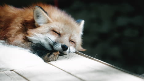 Close-up-shot-of-red-fox-sleeping-peacefully-in-the-shade,-with-sunshine-filtering-through-leaves,-in-Zao-Fox-Village-in-Miyagi,-Japan