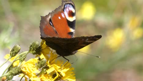 Majestuosa-Mariposa-En-Flor-Amarilla,-Día-Ventoso,-Macro-Vista-De-Primer-Plano