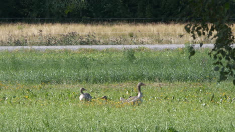 Geese-Resting-On-A-Field-On-A-Windy-Day,-Static-Shot