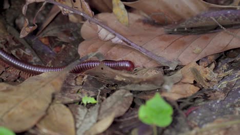 Asian-Giant-Millipede-or-Asian-Red-Millipede-crawling-on-dry-leaves-ground-at-the-tropical-rainforest-jungle