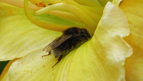 Close-Up-Of-A-Bumblebee-Resting-Inside-The-Petals-Of-Yellow-Daylily-Flower