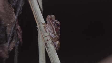 Malayan-White-lipped-Tree-Frog-perched-on-tree-branch-in-jungle