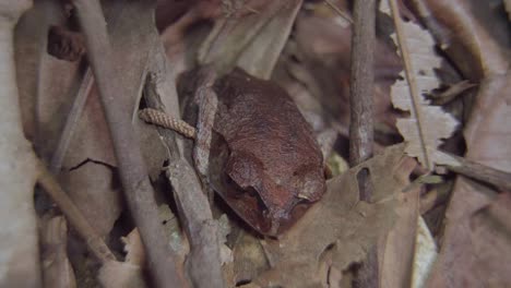 Spotted-Litter-Frog-camouflage-hiding-among-dried-leaves-and-branch-in-jungle