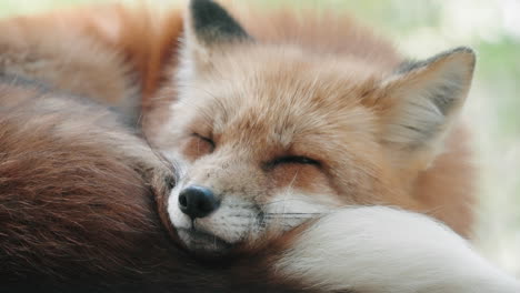 Adorable-Red-Fox-Falling-Asleep-At-Zao-Fox-Village-In-Miyagi,-Japan
