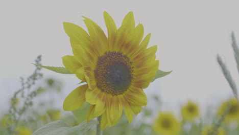 Nahaufnahme-Einer-Einzelnen-Sonnenblume-Mit-Einem-Großen-Feld-Im-Hintergrund