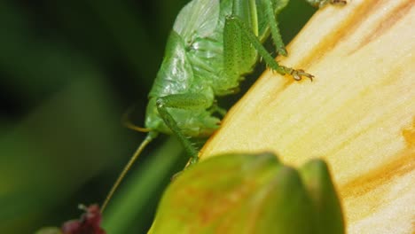 Close-Up-Of-The-Common-Green-Grasshopper-Feeding-On-The-Plant
