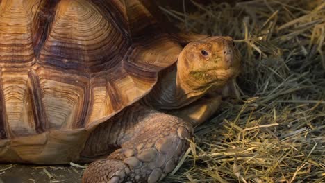 Afrikanische-Spornschildkröte-Oder-Die-Sulcata-Schildkröte-Auf-Dem-Boden-In-Der-Nähe-Des-Strohs-Bei-Sonnenuntergang,-Nahaufnahme-Am-Abend